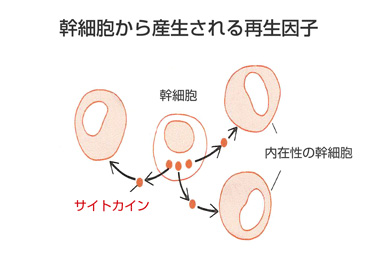 幹細胞培養上清