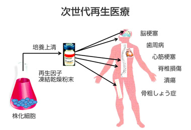 幹細胞培養上清