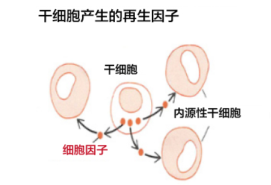 细胞培养上清液