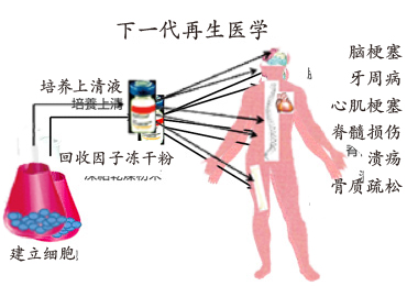 细胞培养上清液