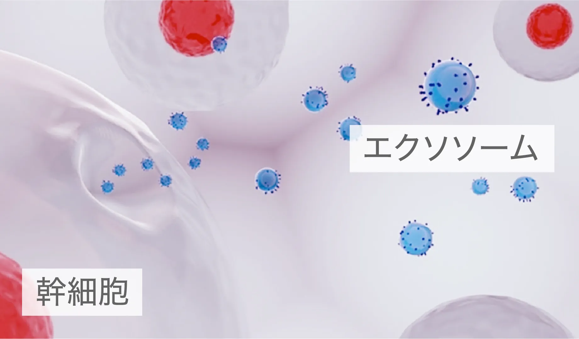 幹細胞培養上清液（エクソソーム ） - ささゆりヘルスクリニック